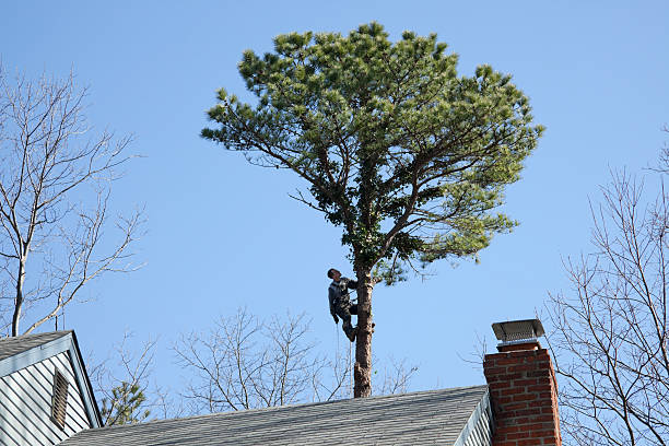 Mulching Services in Graham, NC